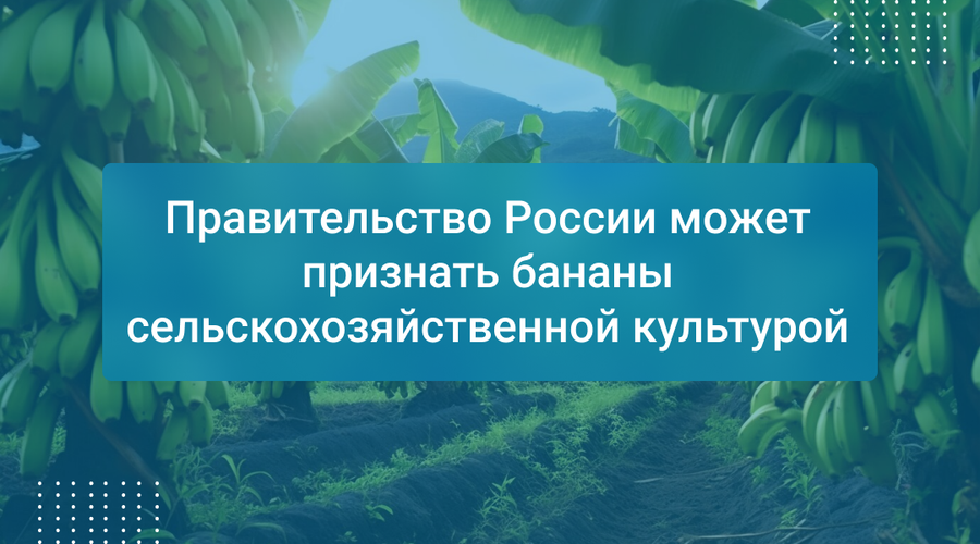 Правительство России может признать бананы сельскохозяйственной культурой