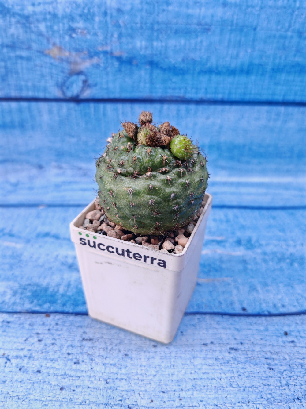 Frailea Perumbilicata (Фрайлея)