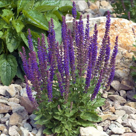 Шалфей дубравный Адора Блю