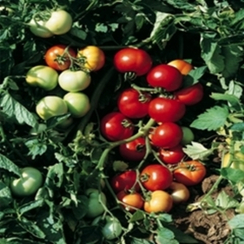 Топкапи F1 семена томата детерминантного (Vilmorin / Вильморин)