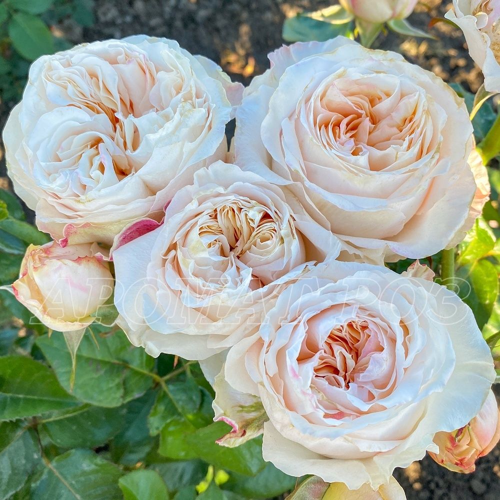 Виктория Пич (Victorian Peach)