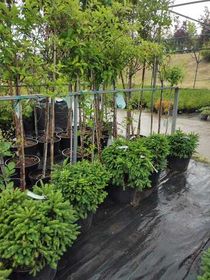 Ель  обыкновенная (европейская)