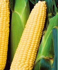 Шеба F1 семена кукурузы (Seminis / Семинис)