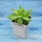 Haworthia Cymbiformis (Хавортия)