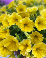 ЕВРО Petunia SURFINIA Mounding Dark Yellow Morne неукор черенок ноябрь 2025