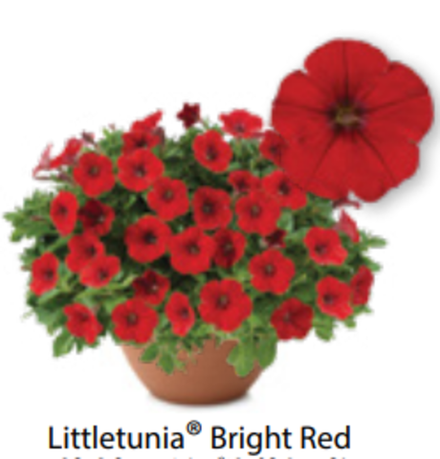 ЕВРО Петуния Littletunia Bright Red ОКС укорененные черенки В наличии
