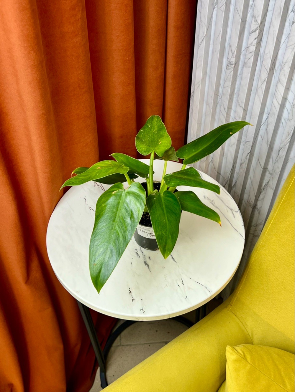 Филодендрон Доместикум, D11см Н25см, 1шт, Urban Jungle (7143)