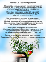 Алиссум вегетативный Шампань