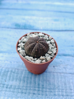 Суккулент Euphorbia Obesa (Эуфорбия)