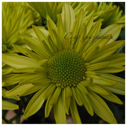 Хризантема кустовая Greenlizard /к.45/поставка весна 2026г/