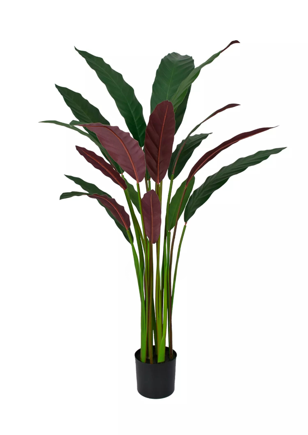 Калатея руфибарба 110см