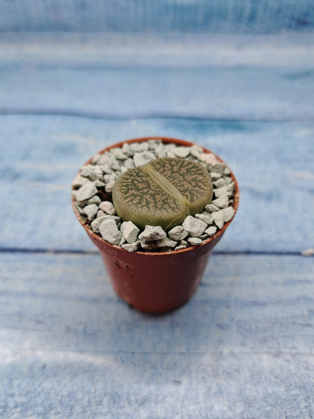 Lithops sp. (Литопсы)