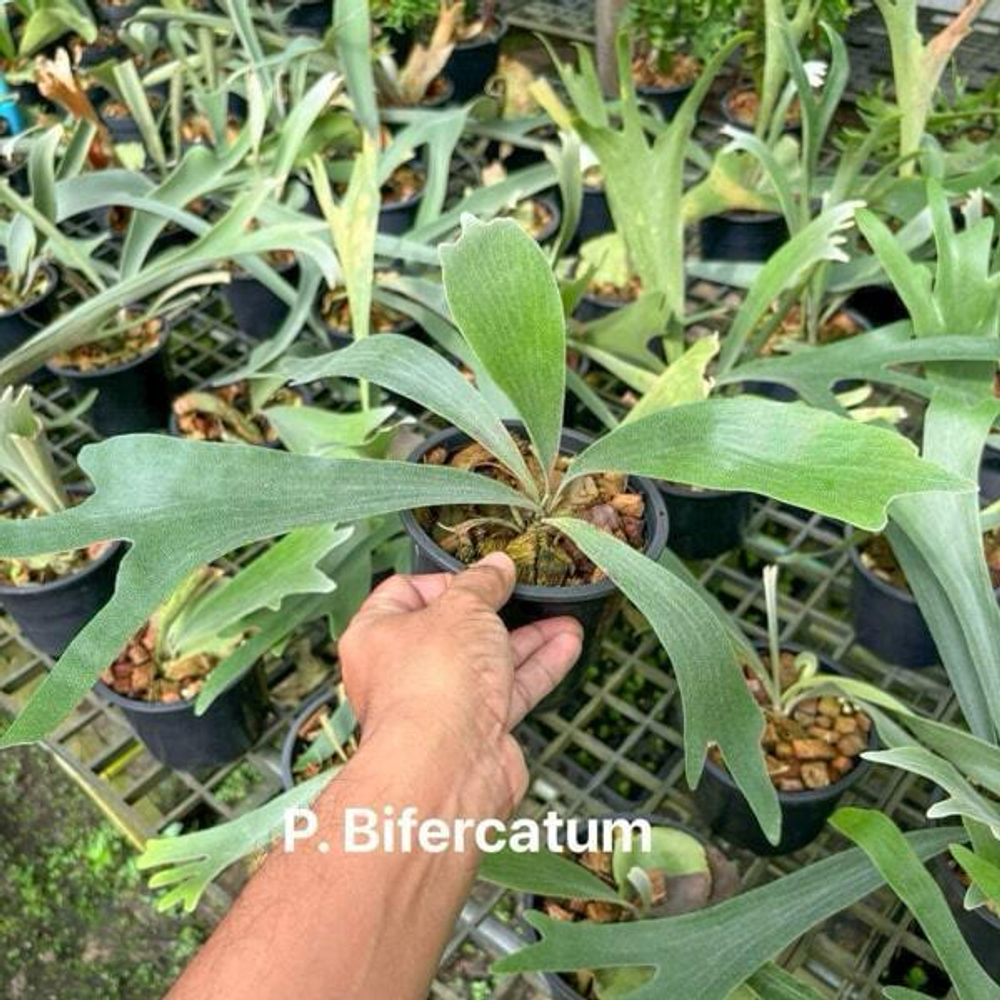Платицериум P.BIFURCATUM
