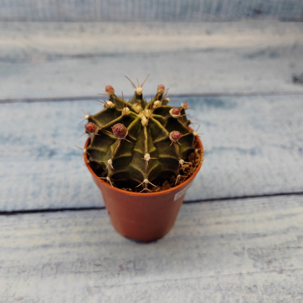 Gymnocalycium Friedrichii (Гимнокалициум)