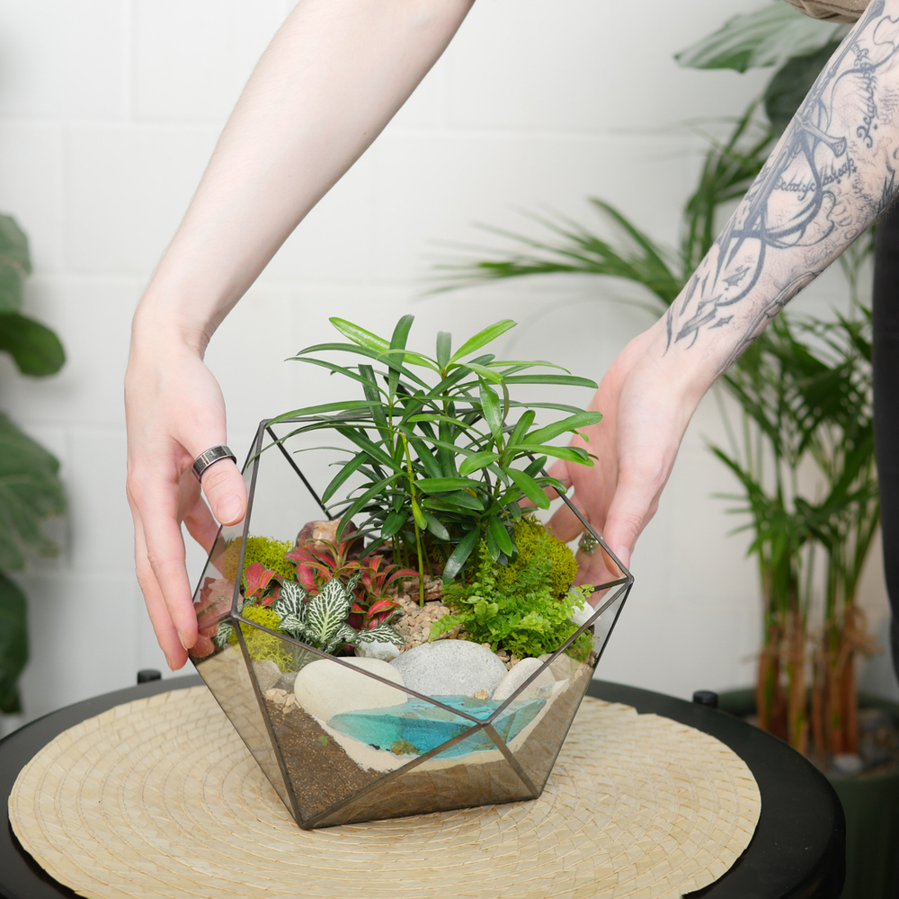 Готовый флорариум Роща подокарпусов Икос с озером