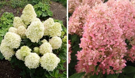 "Меджикал Кендл" (Magical Candle) Метельчатая Гортензия Р9