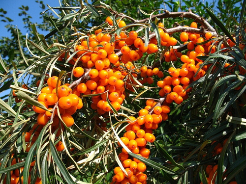 Саженцы облепихи Обильная