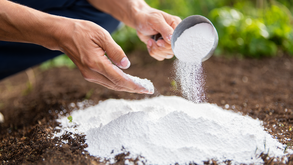 Доломитовая мука для косточковых: как раскислить почву и повысить урожай Доломитовая мука для косточковых: как раскислить почву и повысить урожай