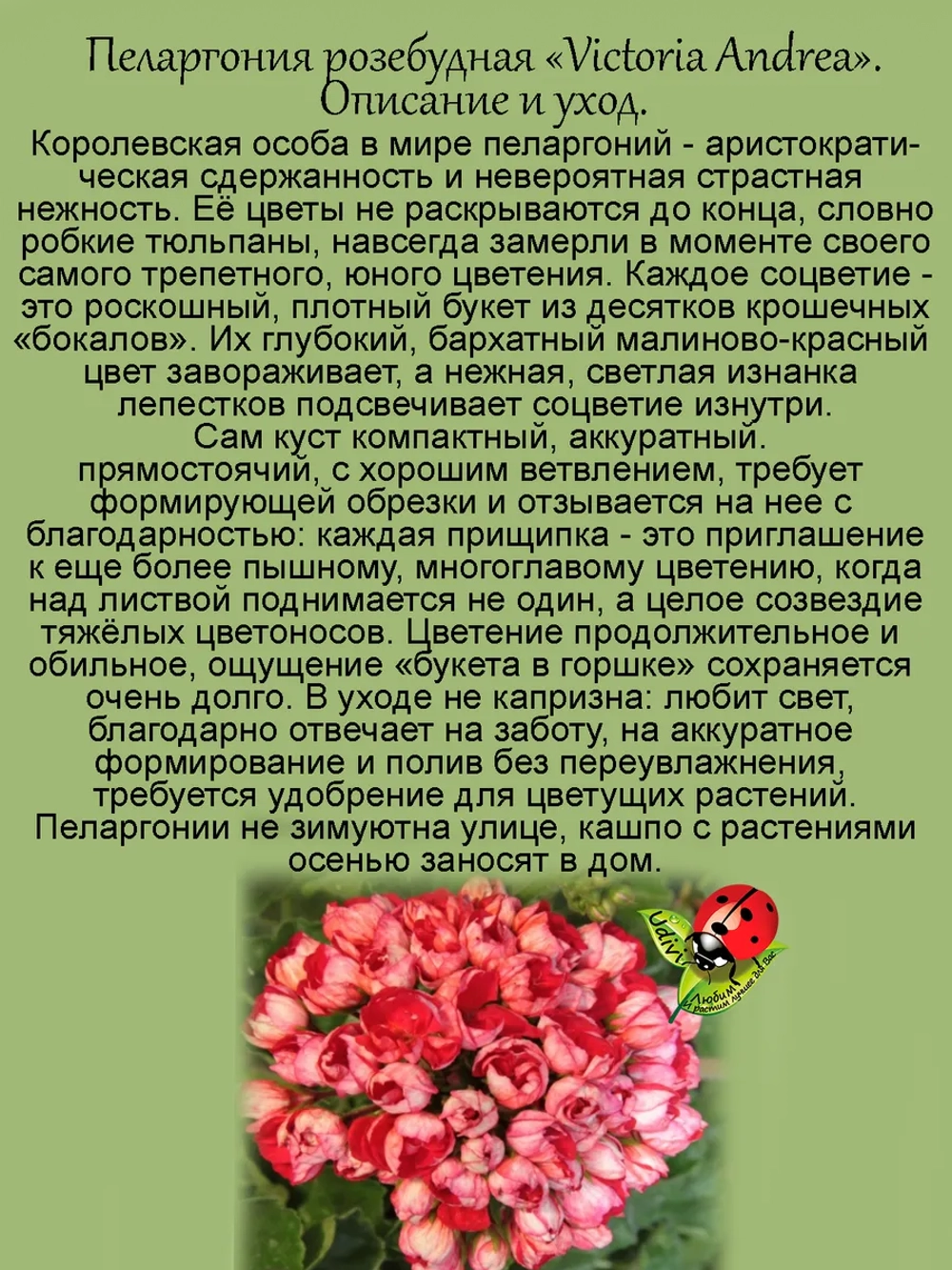 Пеларгония Виктория Андреа тюльпановидная