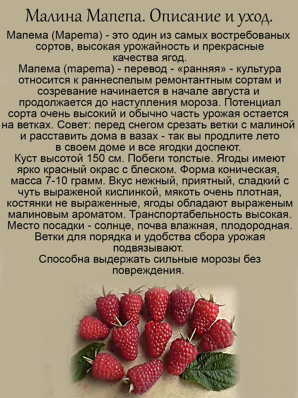 Малина Мапема ремонтантная ранняя