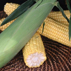 Оватонна F1 семена кукурузы (Clause / Клос)