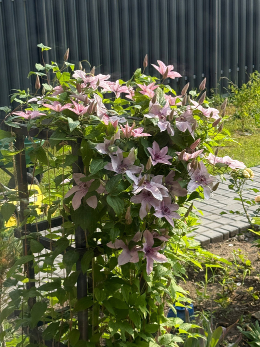 Клематис гибридный Хагли Хибрид Закупка М33 апрель 2026