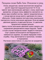 Гвоздика Баби Лом сизая бордюрная многолетняя