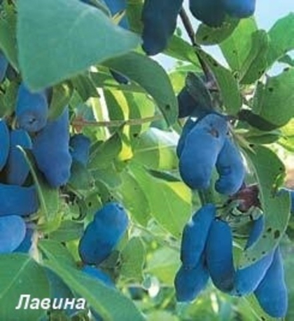 Жимолость Лавина (ОКС)