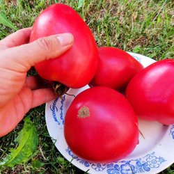 Помидоры - Женское Сердце
