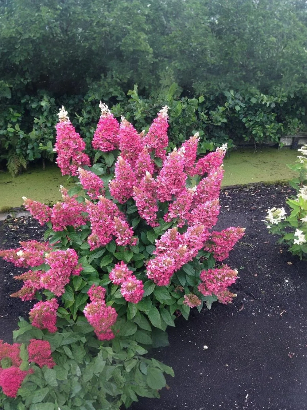 Гортензия метельчатая Пинки Винки