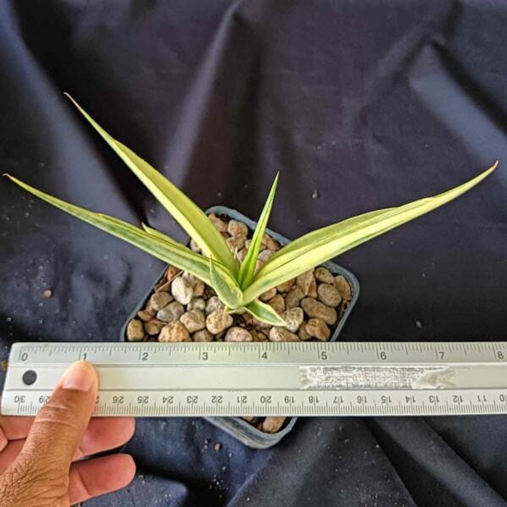 Сансевиерия GRACILIS VAR