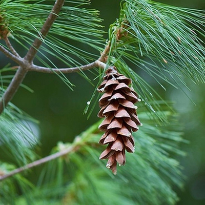 Отдушка Pine Forest (Хвойный лес)