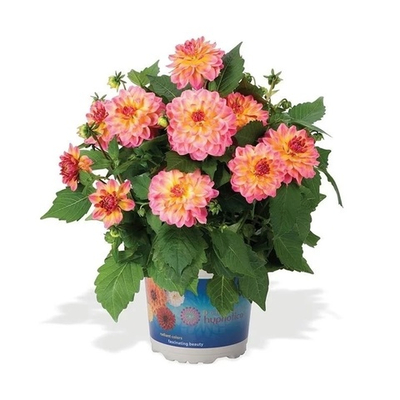 G2 Георгина Hypnotica rose bicolor