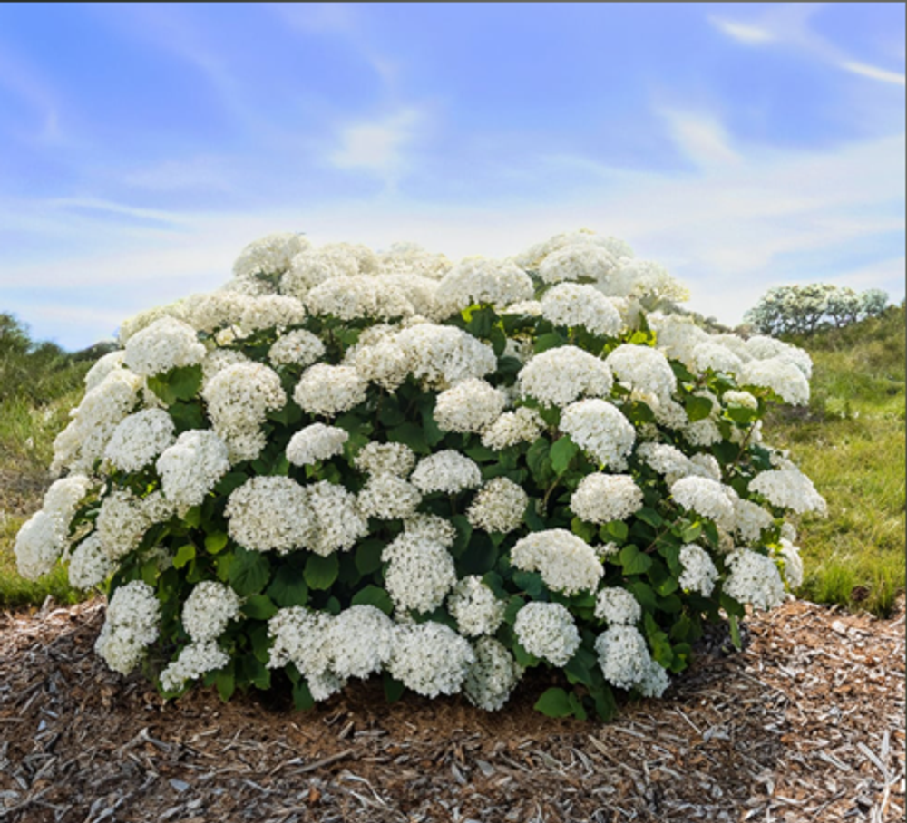 Фловер Вау гортензия древовидная «Flower WOW» НОВИНКА р14 Европа весна 2026 г.