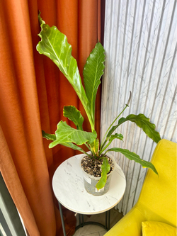 Антуриум Хукера, D14см Н50см, 1шт, Urban Jungle (7143)