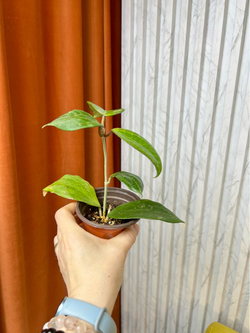 Хойя Латифолия, D10см Н15см, 1шт, Urban Jungle (7143)