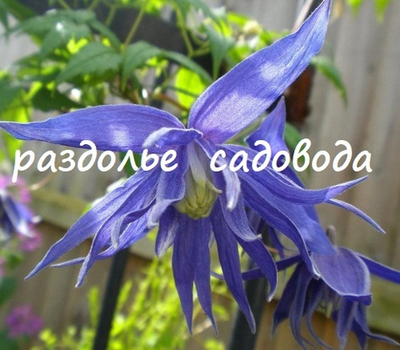 Клематис (княжик) Лагун (горшок 3л)