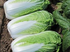 ЭНДУРО F1 семена капусты пекинской (Takii | Alexagro)