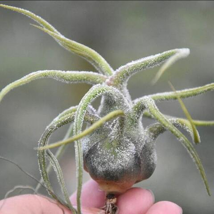 Тилландсия pruinosa R