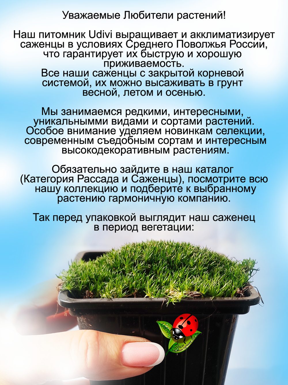 Мшанка Изумруд почвопокровный мох