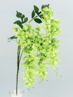 Глициния ампельная Маркиза