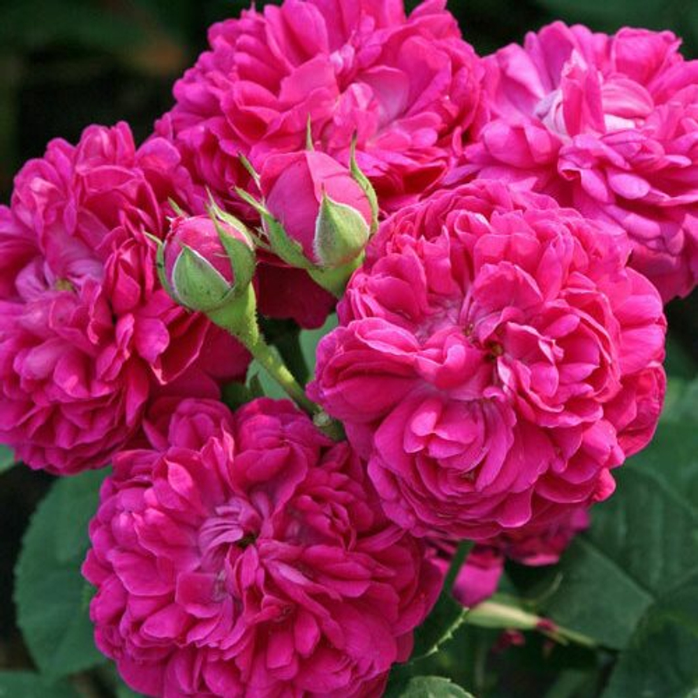 Роза Роуз де Решт (портландская) пурпурно-красный