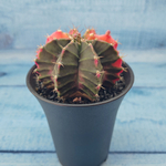Gymnocalycium Variegata (Гимнокалициум Вариегатный)