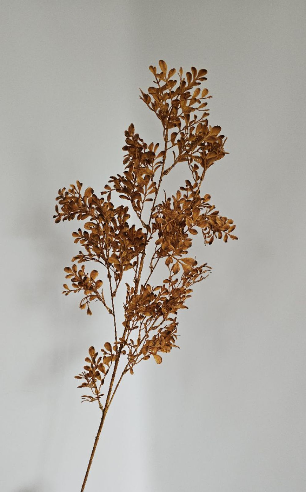 Самшит цветной / Арт 1282