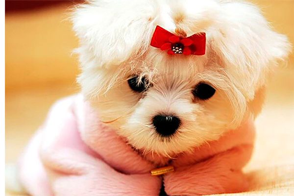 Миниатюрные собаки: мифы, которым не следует верить