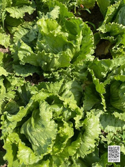 Джасперинас семена салата айсберг (Rijk Zwaan / Райк Цваан)