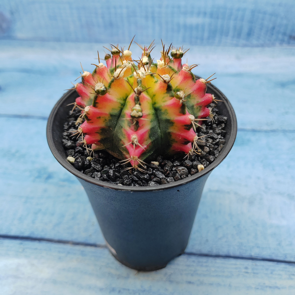 Gymnocalycium Variegata (Гимнокалициум Вариегатный)