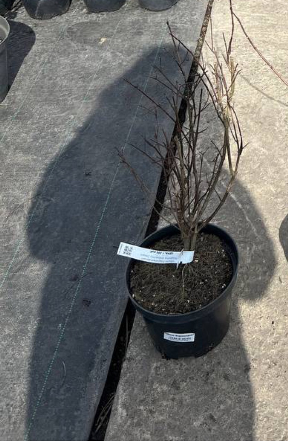 Чубушник Воздушный Десант