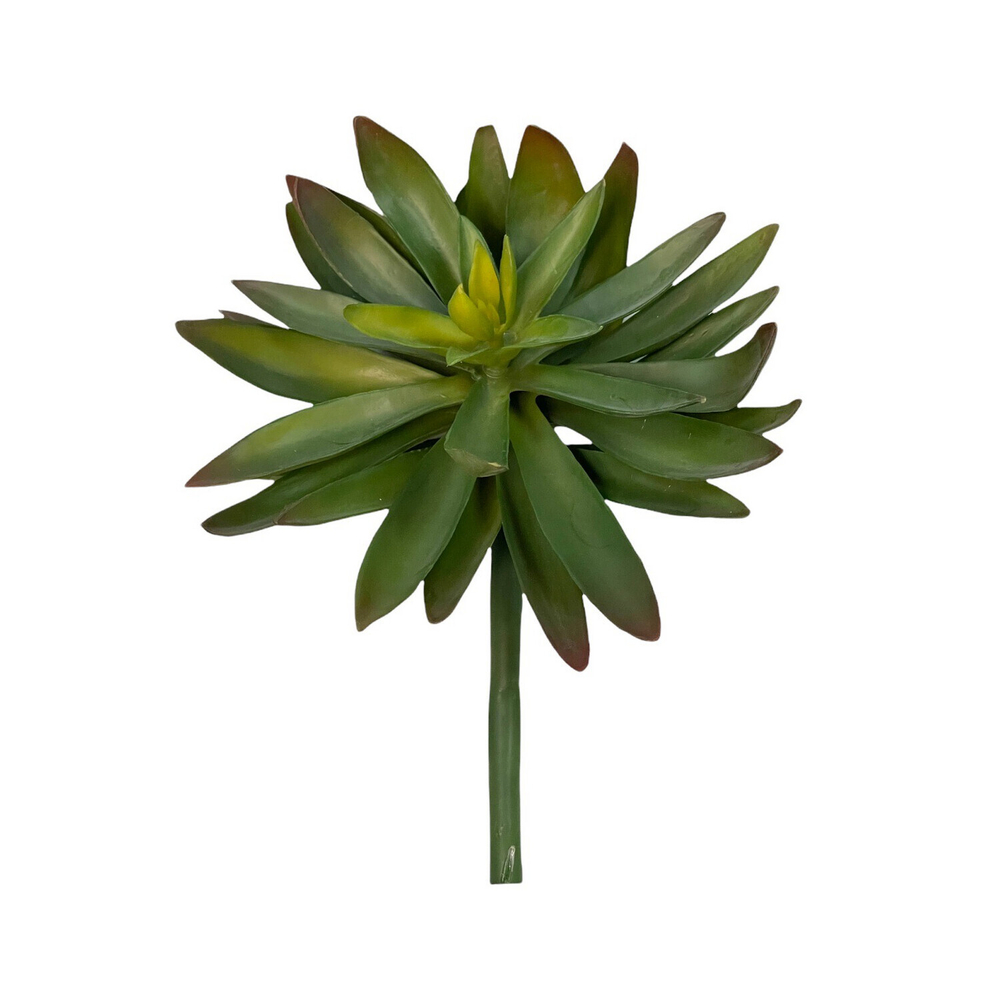 Суккулент темно-зелёный