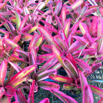 Неорегелия CRUENTA HYB